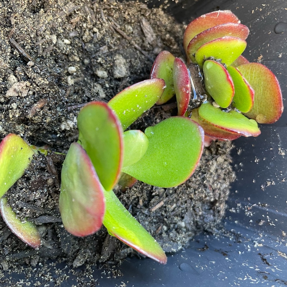 2 Rooted And Planted Jade Plants (in 1 container) - Picture 6 of 7